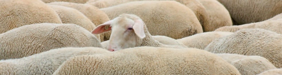 Isolation laine mouton